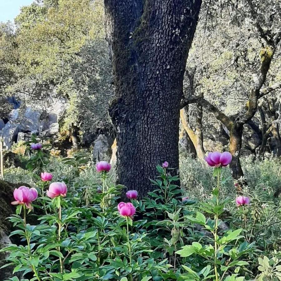 Casa Rural Sierras De Gaucin Daire Dış mekan fotoğraf